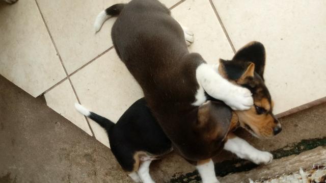 Filhotes de cachorro