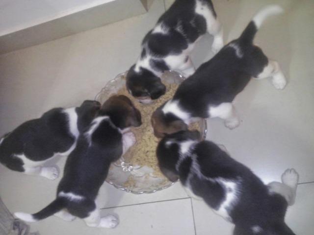 Lindos filhotes de Beagle - Foto 3