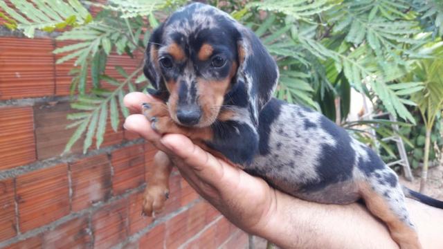 Filhotes de Dachshund Arlequim Tri Merle - Foto 2