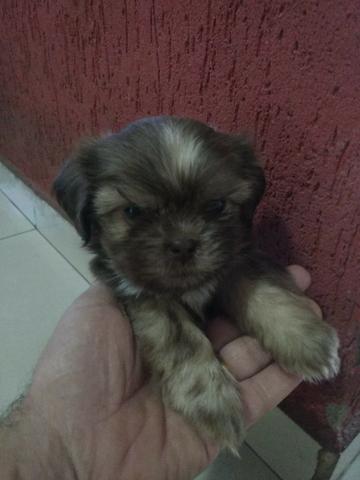 Vendo filhote fêmea da raça Shih Tzu com 44 dias. - Foto 4