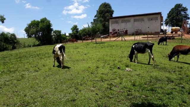 Vende-se duas Novilhas Holandesas - Foto 4