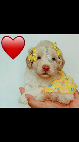Poodle micro tôy fêmea