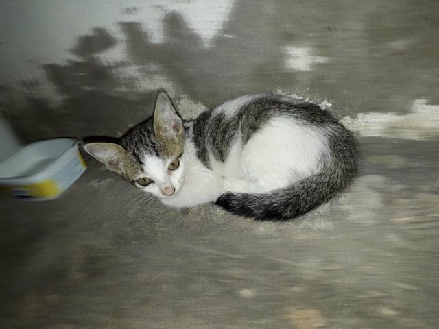 Doação de gatos - Foto 5