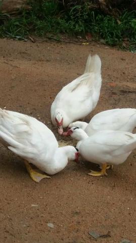 Vende-se patos