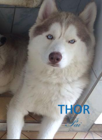 Husky Siberiano