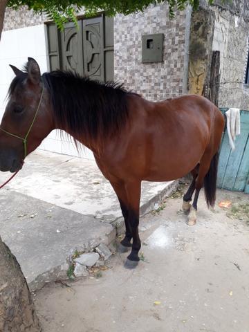 Uma besta preia primeira cria