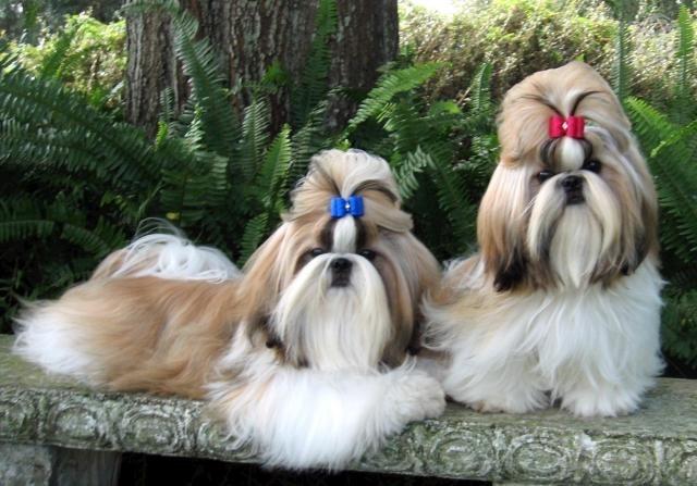 Cores lindas e diversificadas de Shih tzu * adquira o seu