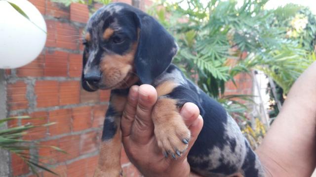Filhotes de Dachshund Arlequim Tri Merle - Foto 3