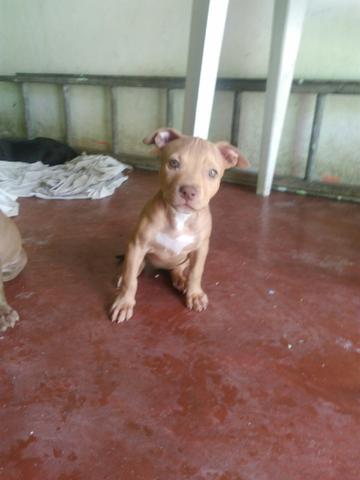 Pit Monsters - Foto 4