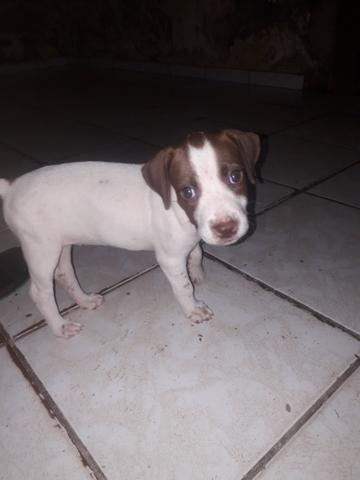 Vendo essa linda pitbull ela tem 2 meses já interessados chama no zap ou ligar * - Foto 2