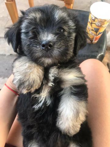 Filhotes de Lhasa Apso puro - Foto 3
