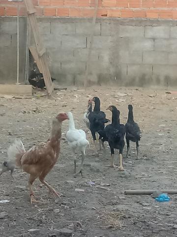 Frangos cariocas puros