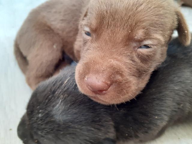 Vendo filhotes de labrador