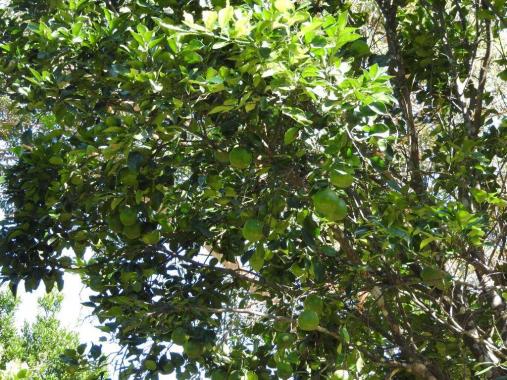 Chácara à venda em Estancia terra da gente, Cuiaba cod:14757 - Foto 5