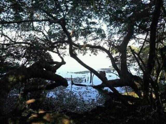 Sítio 3,0 hectares - porto batista - triunfo - rs - Foto 4