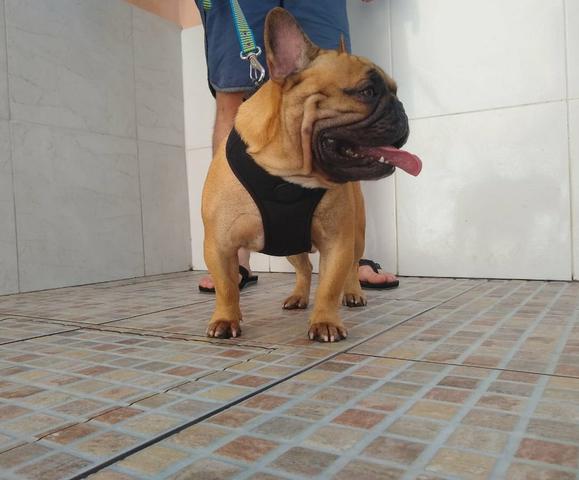 Bulldog Francês : Disponível para cobertura - Foto 4