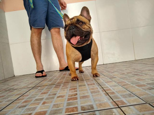 Bulldog Francês : Disponível para cobertura - Foto 2