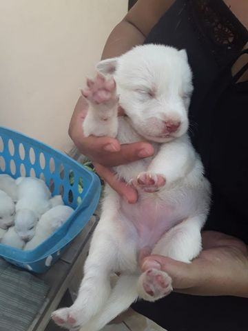 Labradores - Foto 5