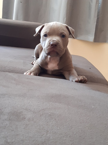 Pitbull - Foto 3