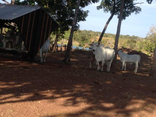 Fazenda estado Tocantins