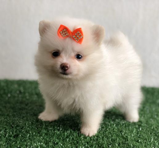 !!! Ofertas !!! Lulu da pomerania anão femeas