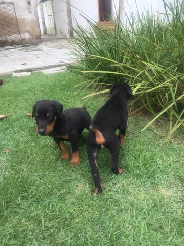 Venda de filhotes de doberman - Foto 6