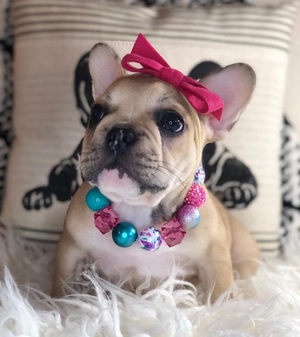 Bulldog francês lindos filhotes disponível a pronta entrega 