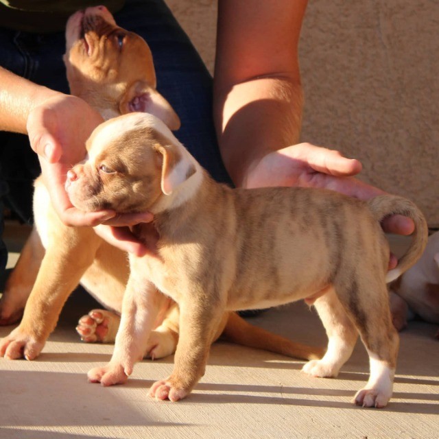 Pitbull lindos filhotes disponível a pronta entrega e encomenda fêmea e macho!!!!