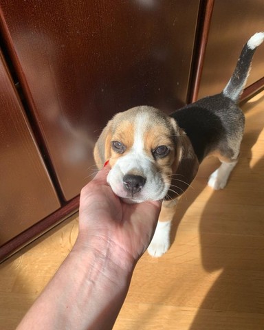 Beagle lindos filhotes disponível a pronta entrega