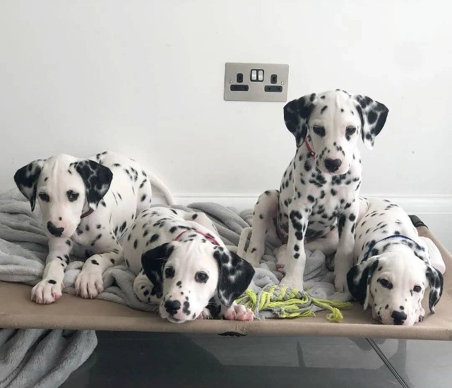 Dalmata   lindos filhotes disponível a pronta entrega