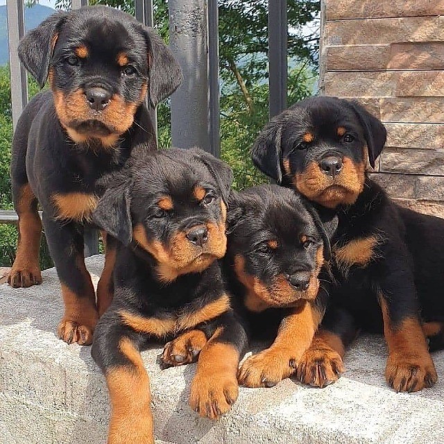 Rottwalier lindos filhotes disponível a pronta entrega e encomenda fêmea e macho!!!!