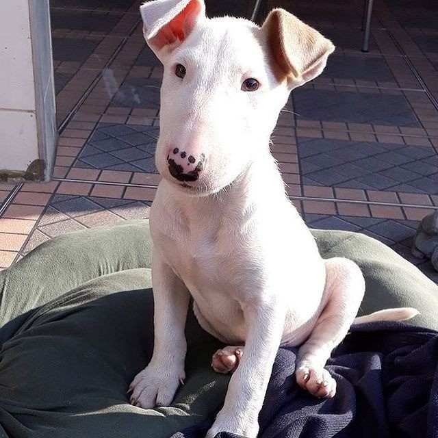 Bullterrier lindos filhotes disponível a pronta entrega e encomenda fêmea e macho!!!!