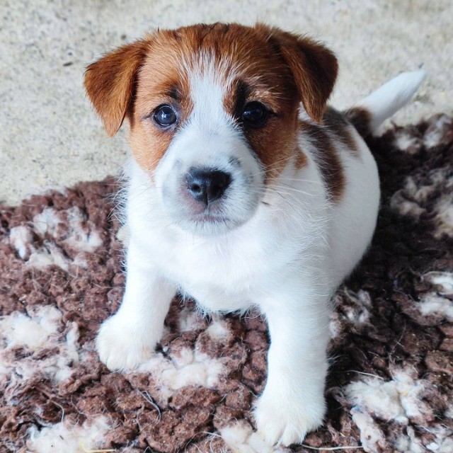 Jack Russel   lindos filhotes disponível a pronta entrega e encomenda fêmea e macho!!!!