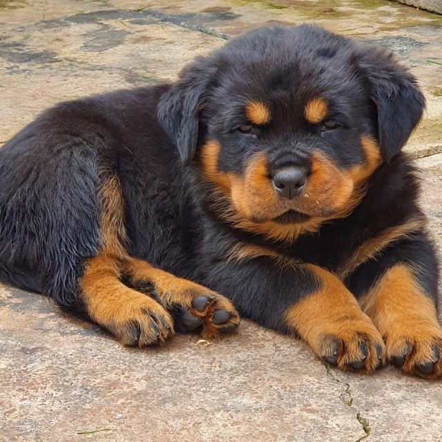 Rottwalier lindos filhotes disponível a pronta entrega e encomenda fêmea e macho!!!!