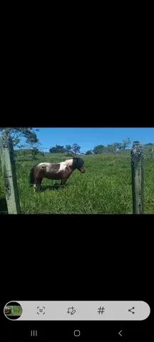 Pônei  - Foto 3
