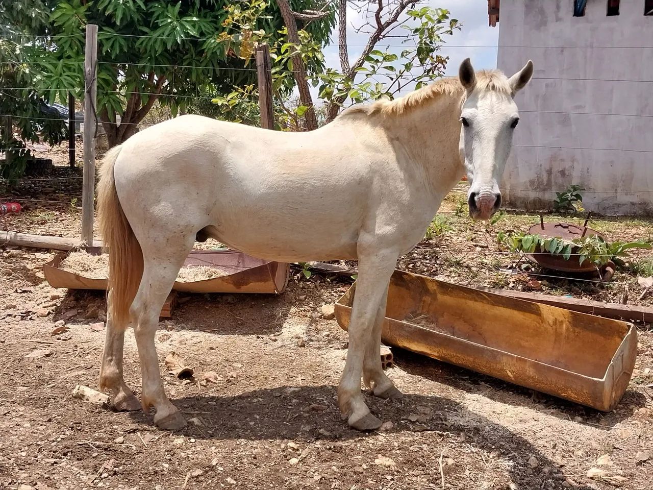 Cavalo Mangalarga 