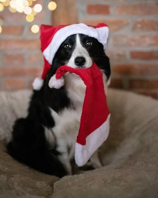 Border Collie Companheiro Natalino