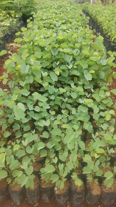 Mudas de arvores nativas - Foto 2