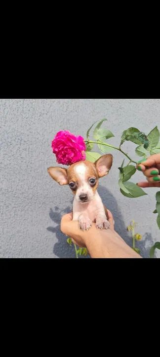 Filhote de Pinscher 50 dias - Foto 4