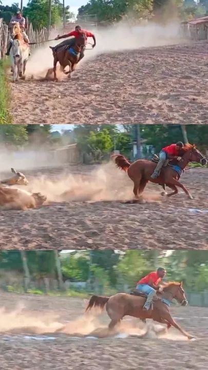 ÉGUA QUARTO DE MILHA PURA COM DOCUMENTO MEIO SANGUE - Foto 3