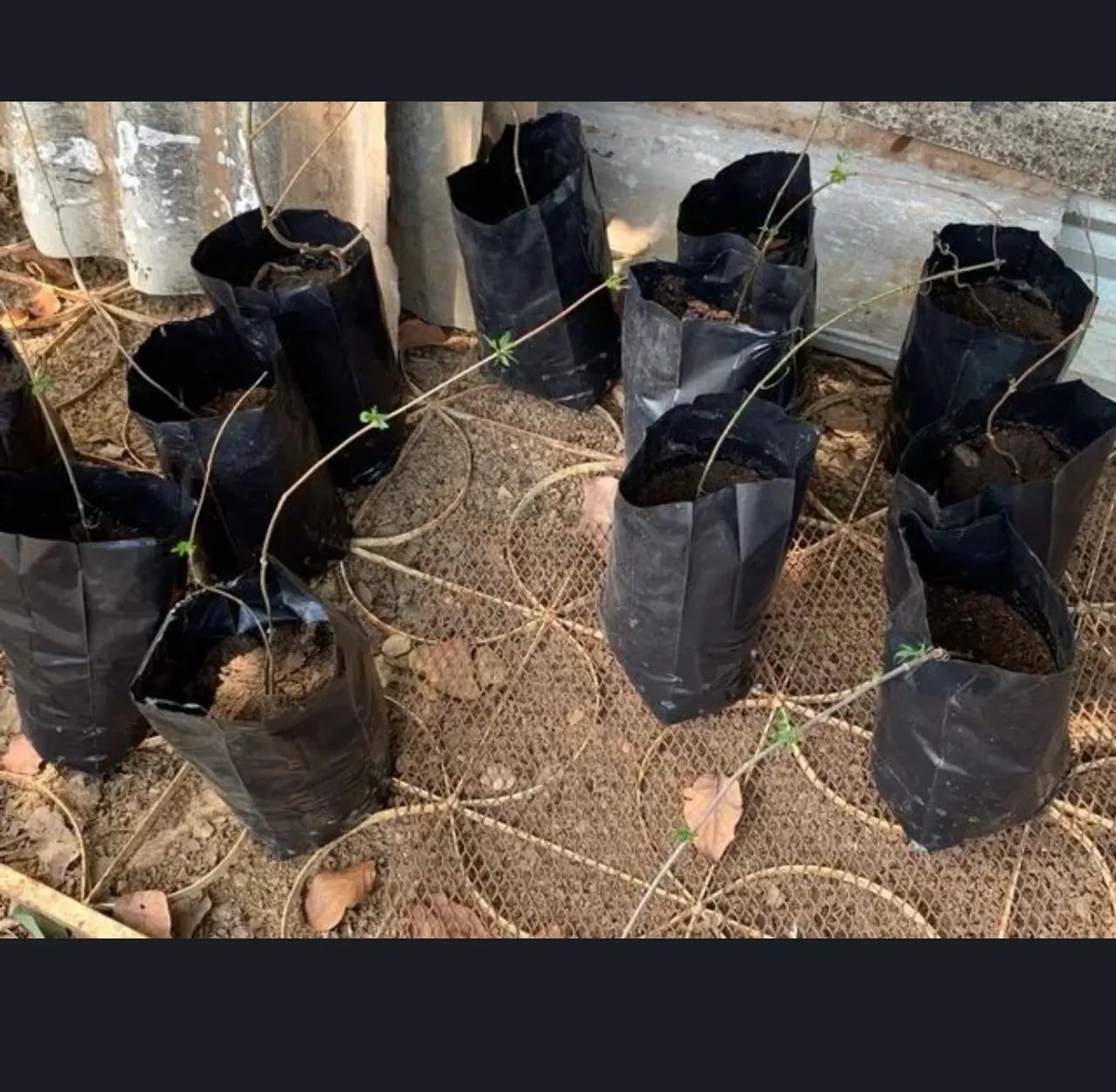 Mudas de Crajuri - Foto 2