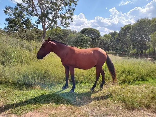 Fazenda à venda - Unaí - Foto 3