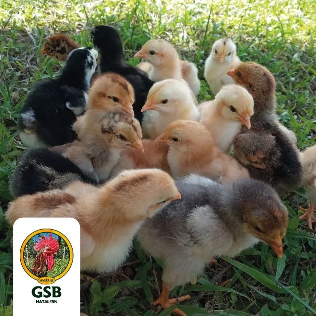 Promoção! Galinha GSB Sertaneja Balão - Pintos e ovos a venda - Foto 3