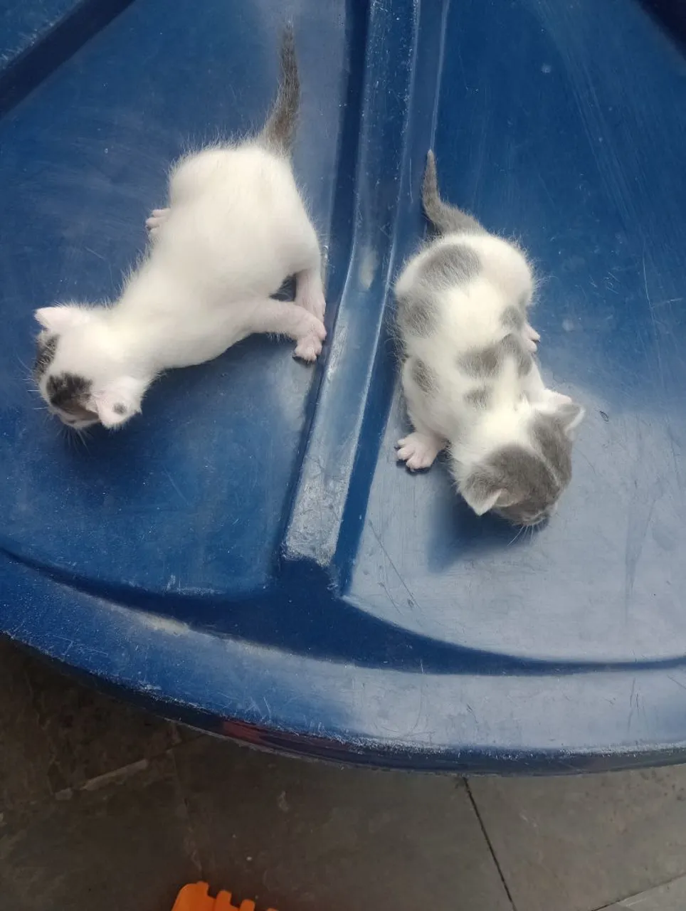 Gatinhos filhotes fofinhos para adoção