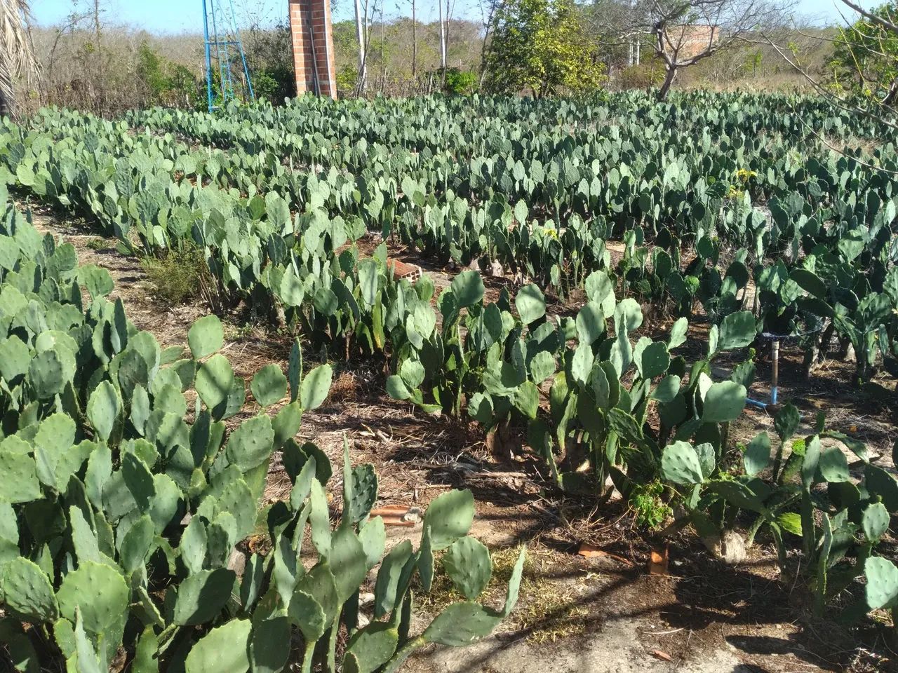 Palma forrageira  - Foto 3