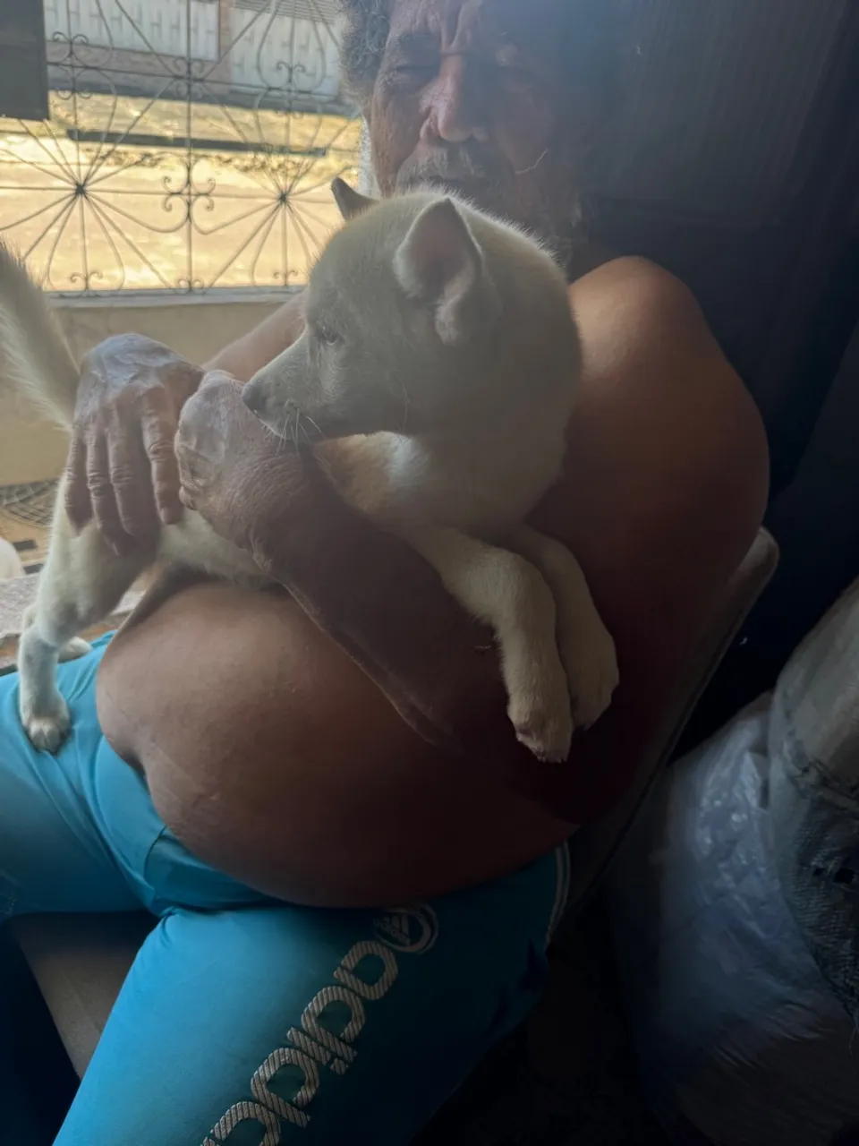 Filhote de husky 2 meses