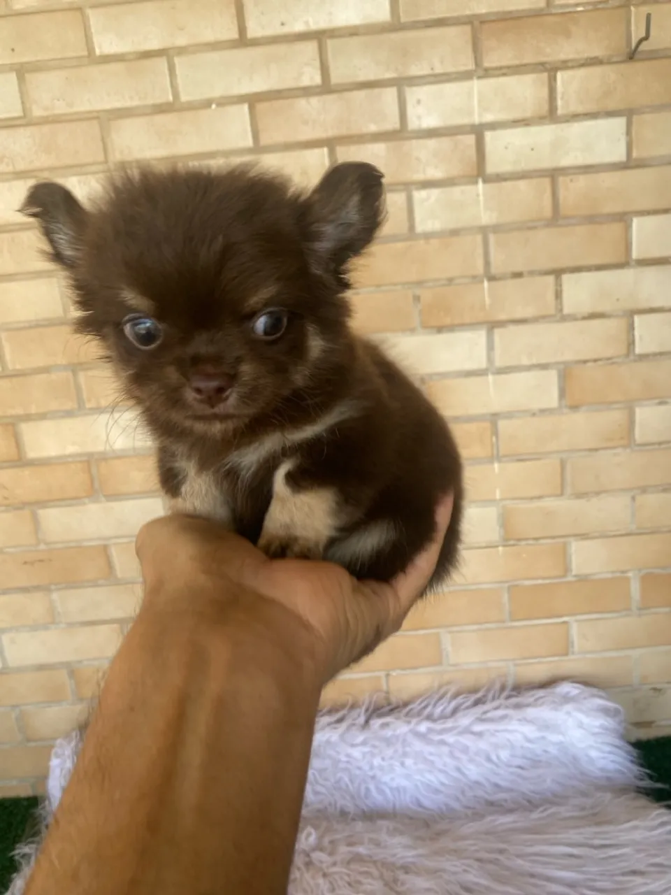 Chihuahua macho pelo longo