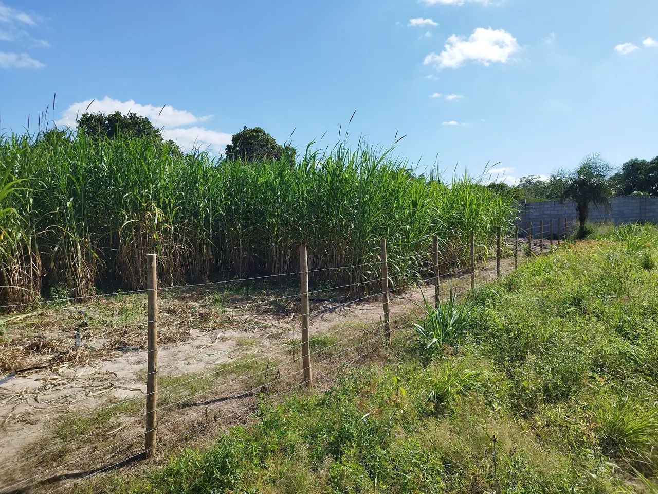 Mudas de BRS Capiacu  - Foto 5