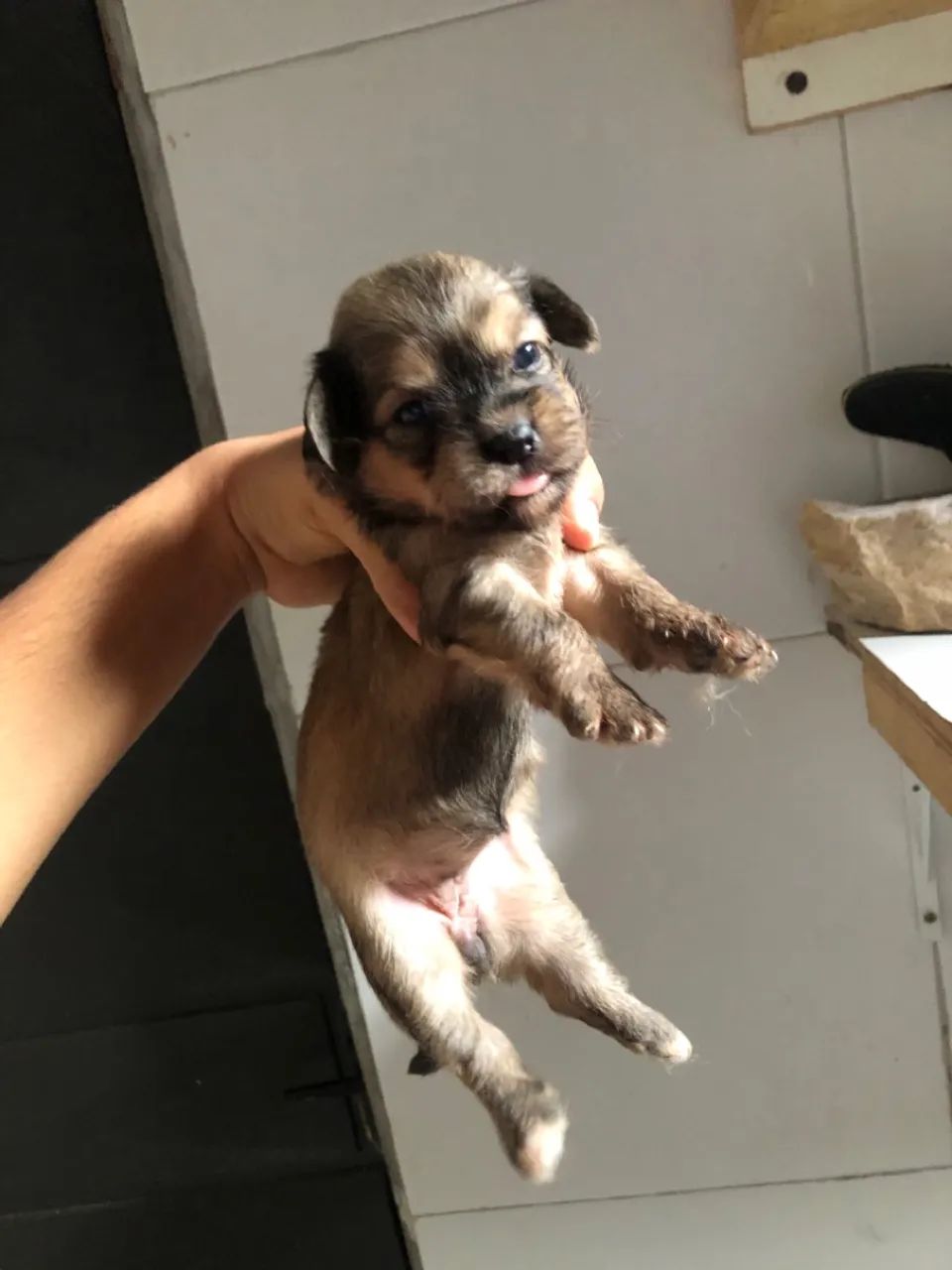 Filhote de Shih tzu misturado  - Foto 4