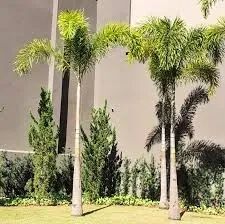 mudas da  palmeira rabo de raposa 4,5 ponta de folha  - Foto 4